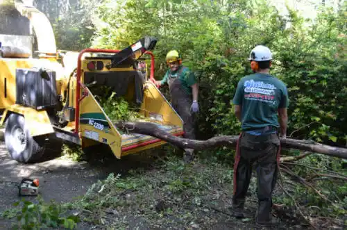 tree services Lake Helen